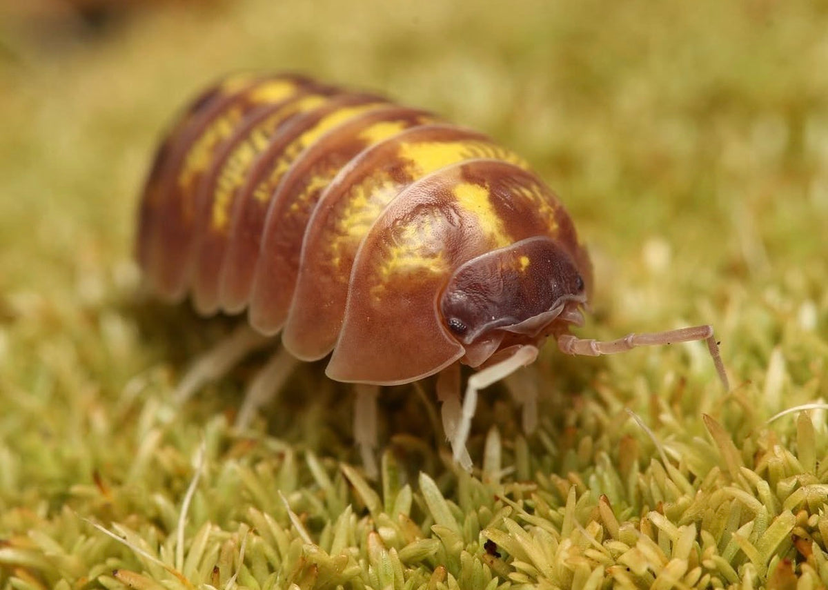 Armadillidium vulgare “T+ Albino”
