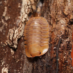 Troglodillo sp."Porcelain"