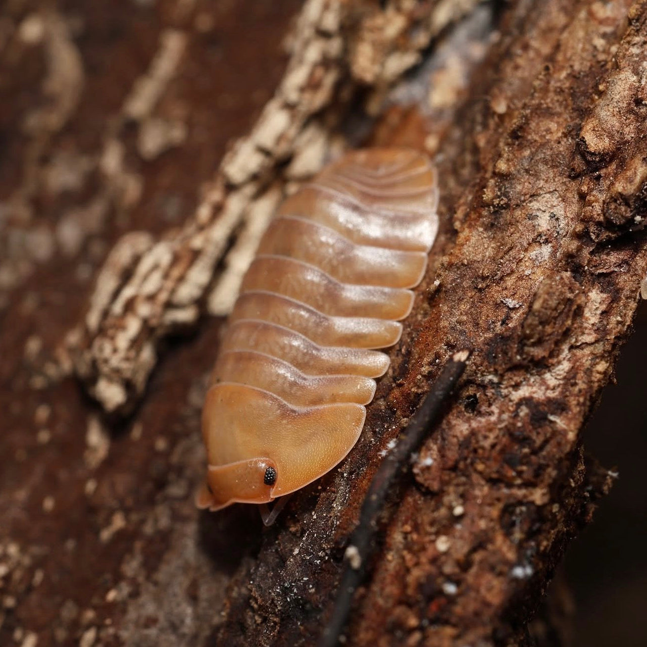 Brown pill bug on a textured surface