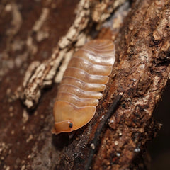 Brown pill bug on a textured surface