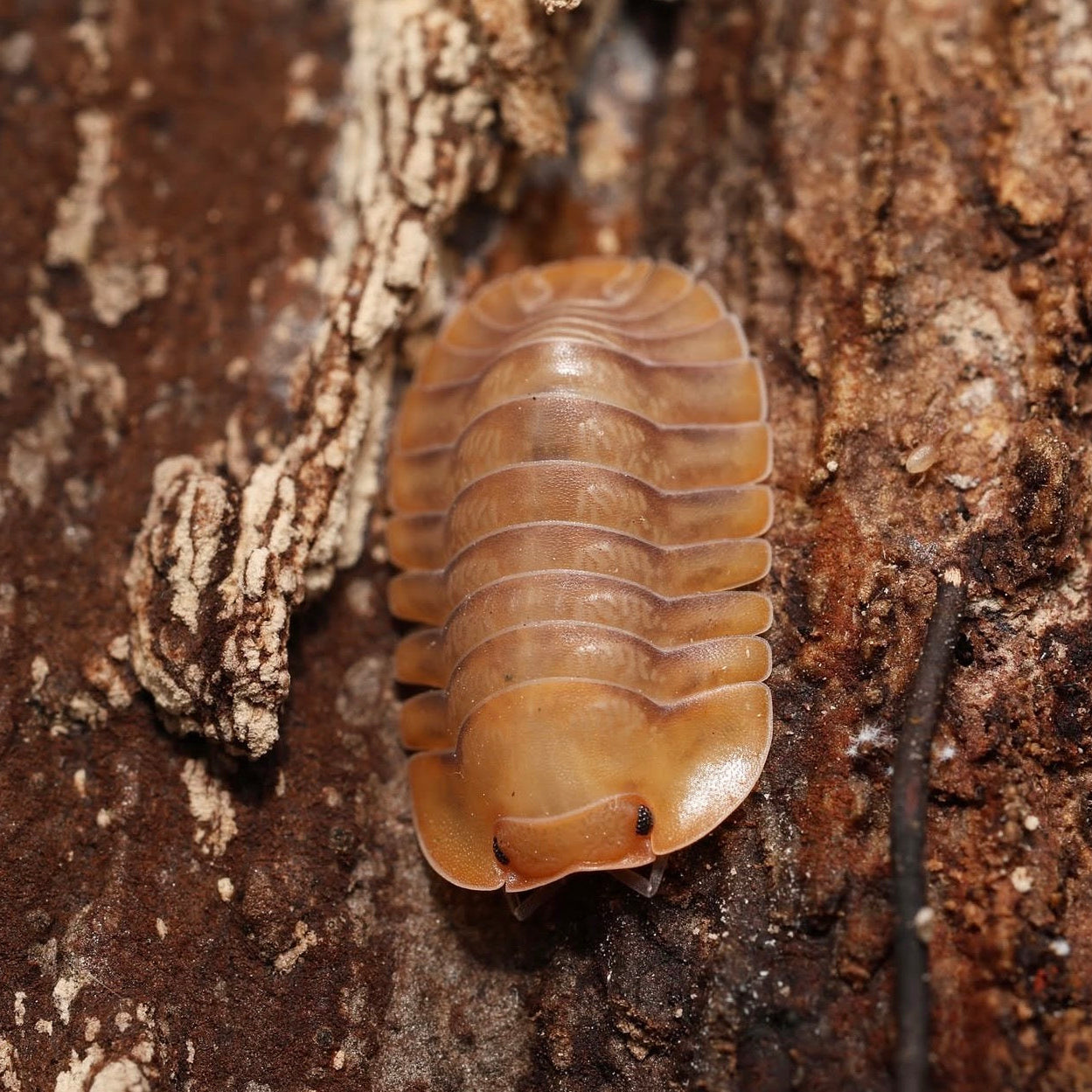 Brown pill bug on a textured brown surface