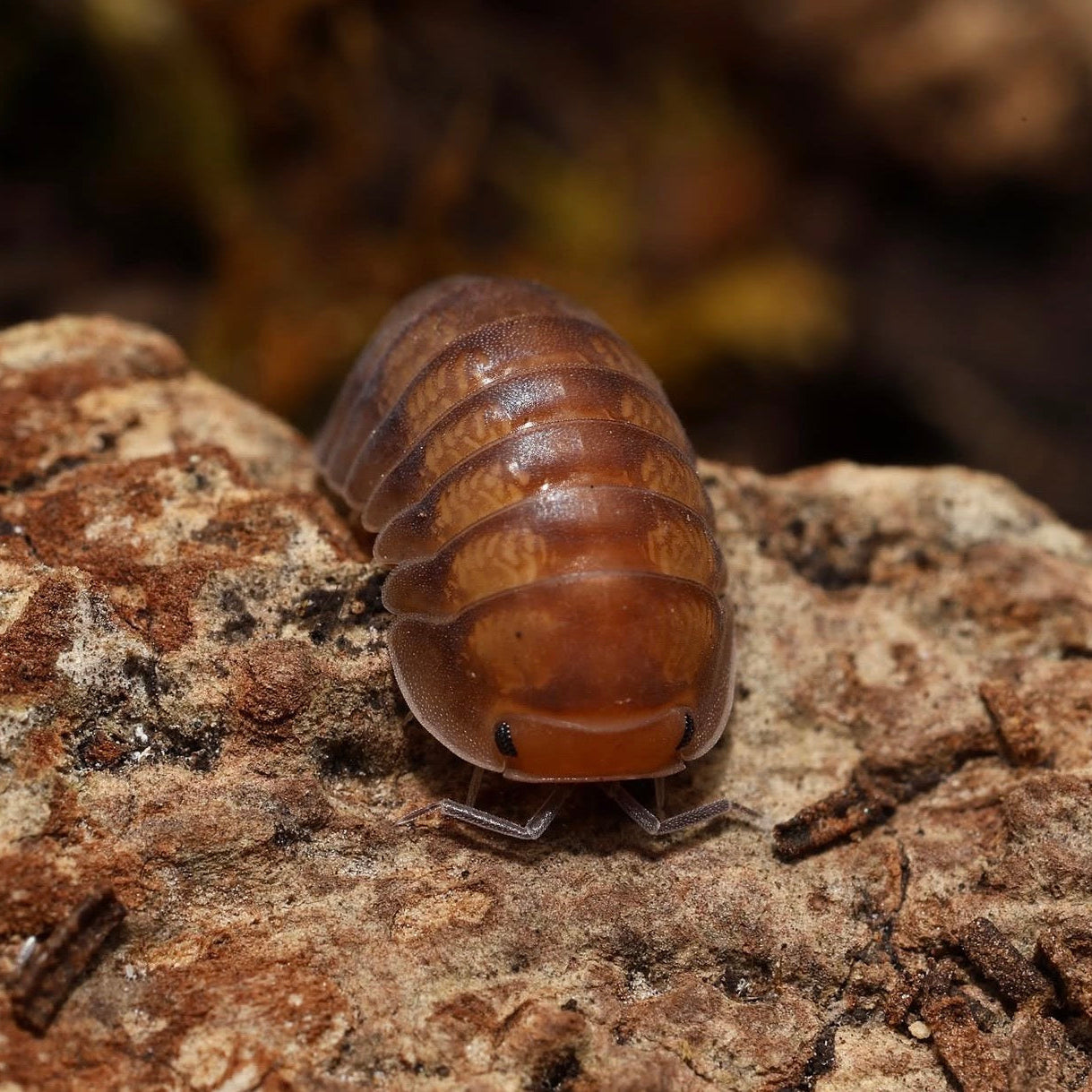 Brown pill bug on a textured surface with a blurred natural background