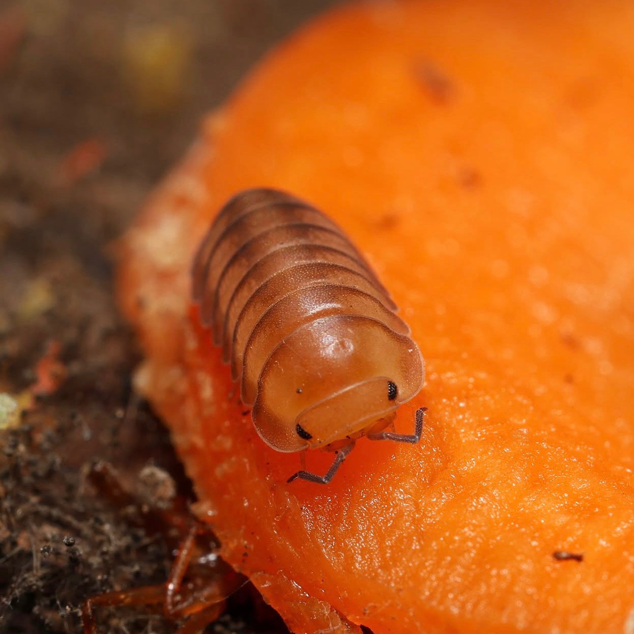 Small insect-like creature on a carrot with a blurred natural background