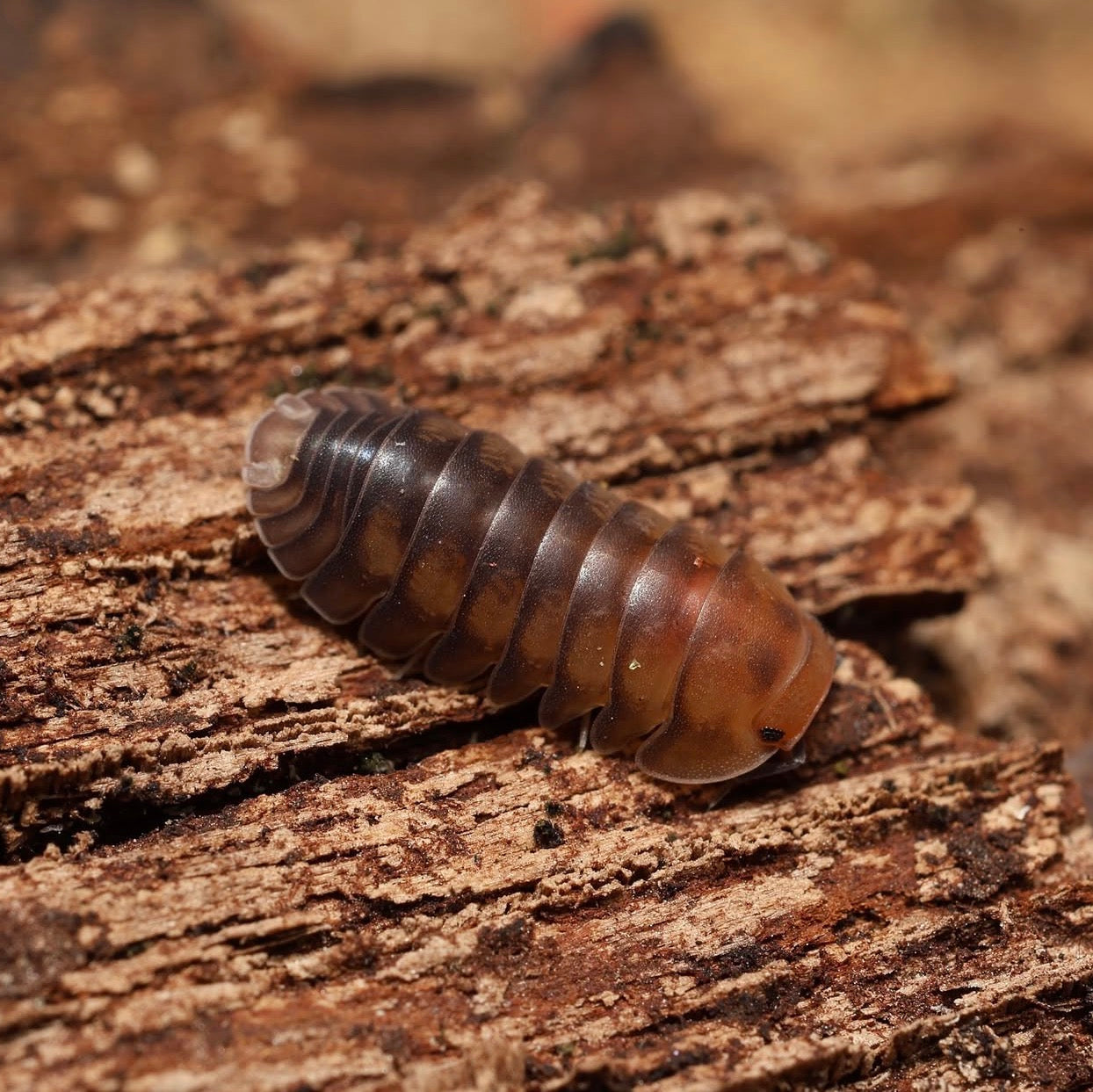 Woodlouse on a wooden surface with a blurred background