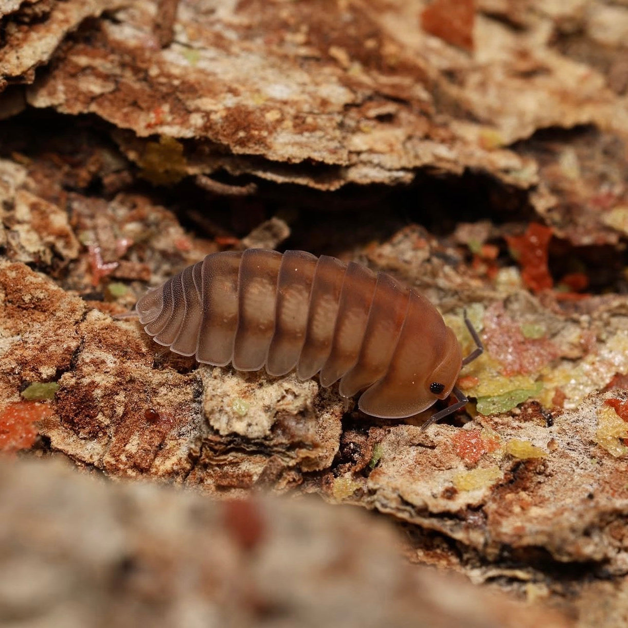 Multicolored pill bug on a textured surface