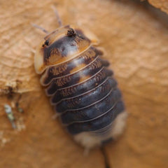 Cubaris sp. “Emperor Bees"