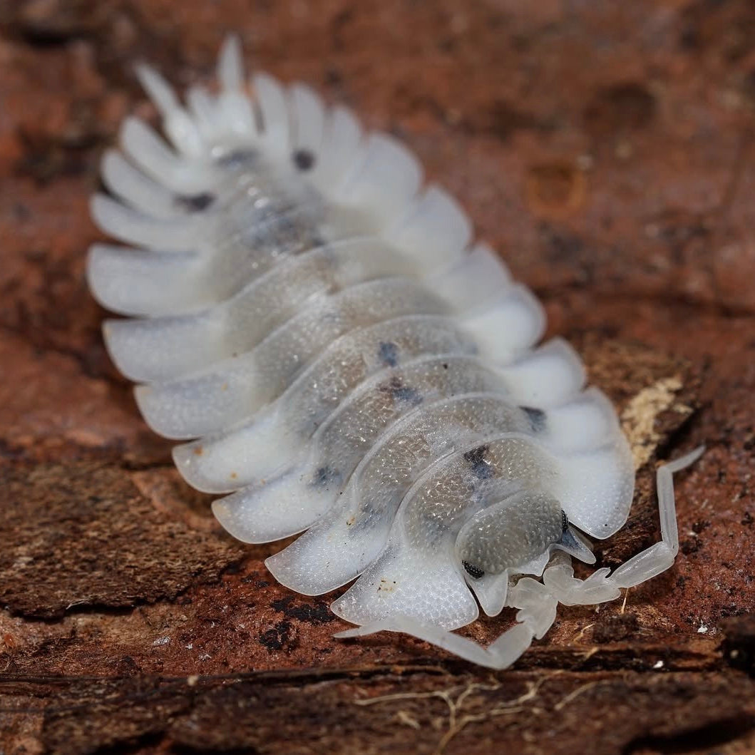 White millipede on a brown surface