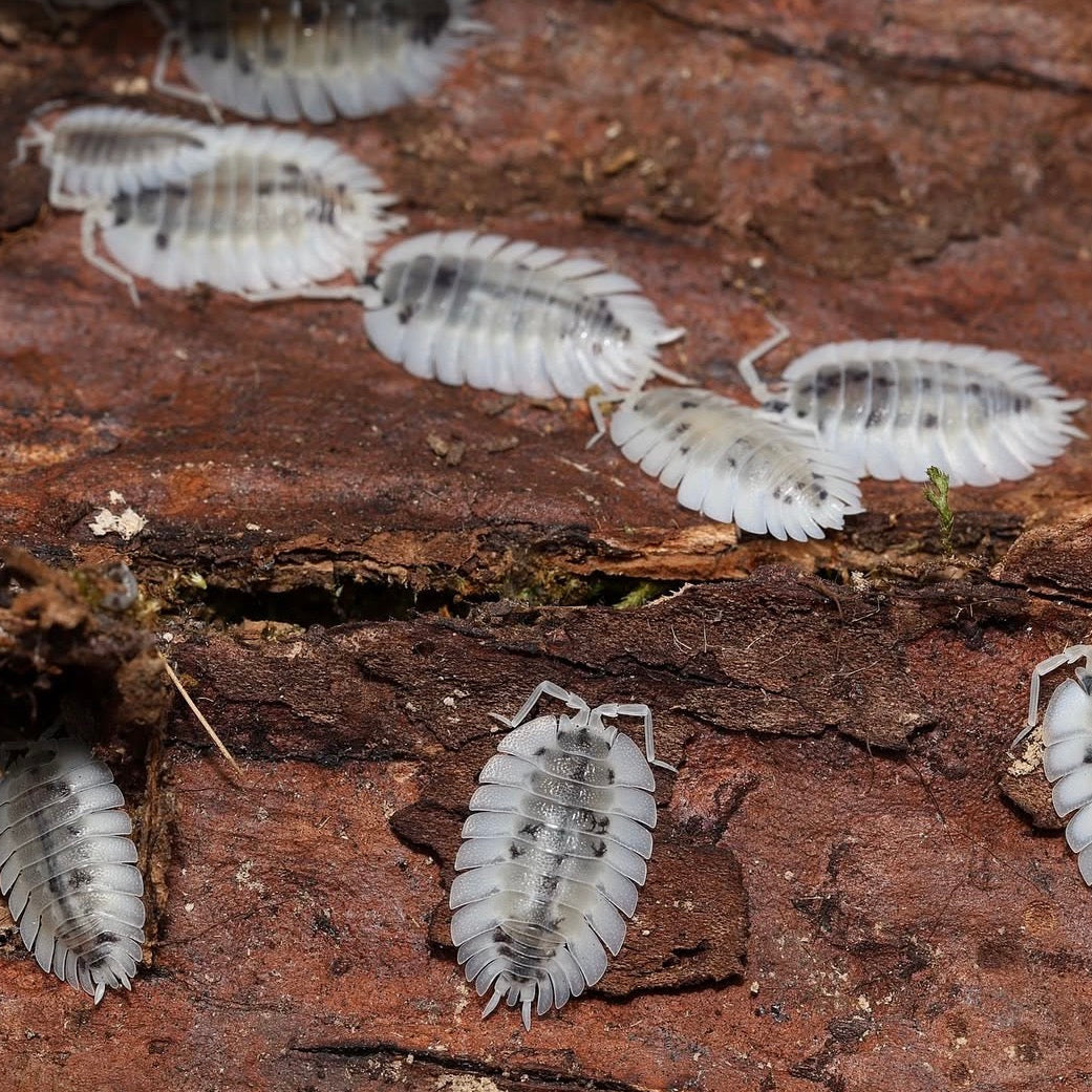Isopods on a wooden surface