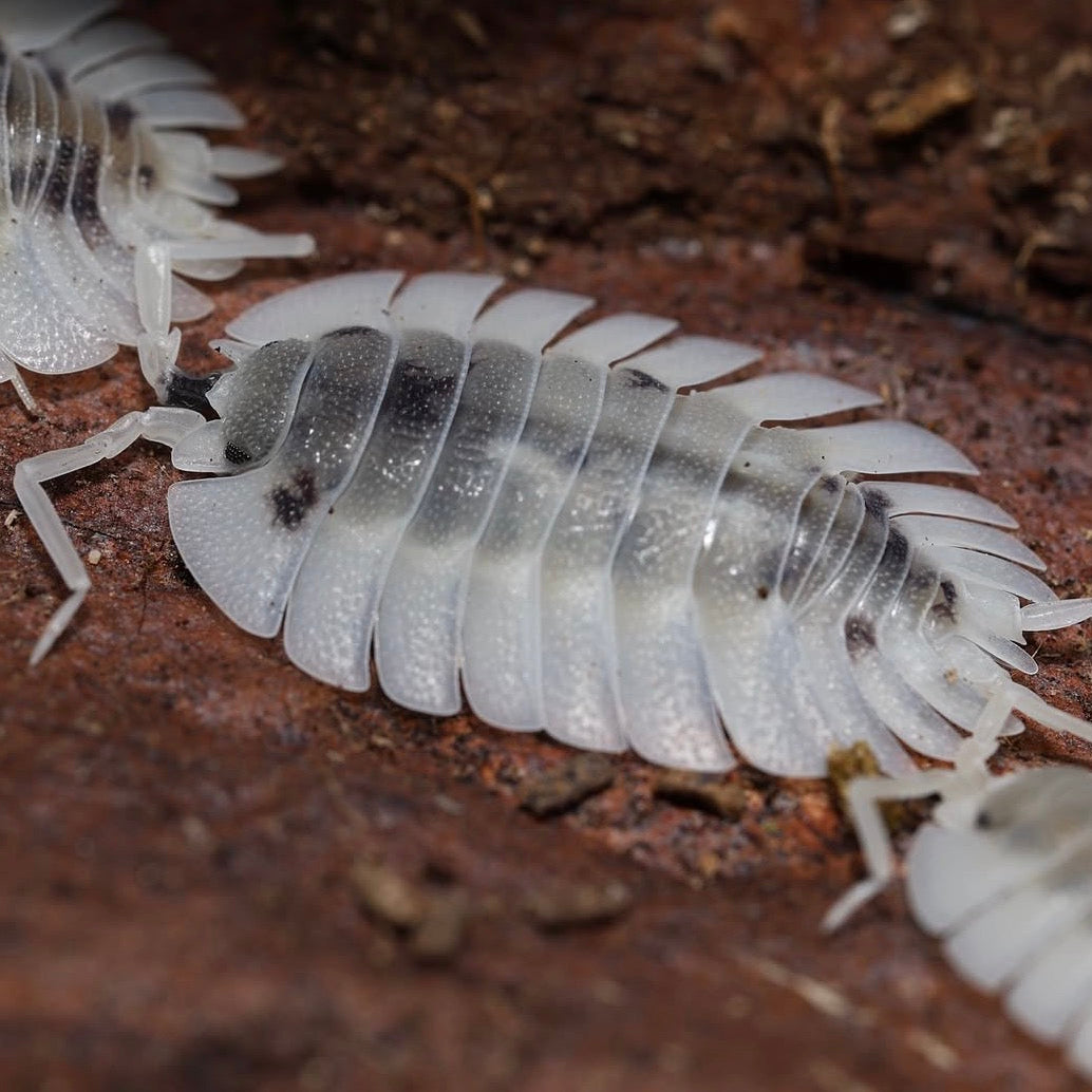 Close-up of multiple millipedes on a dark surface