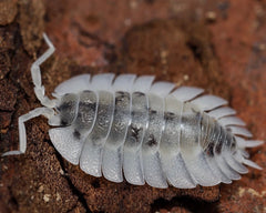 Porcellio werneri "Dalmatian"