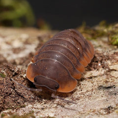 Multicolored pill bug on a textured surface with blurred green background