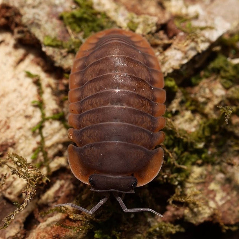 Isopod on a textured surface with moss