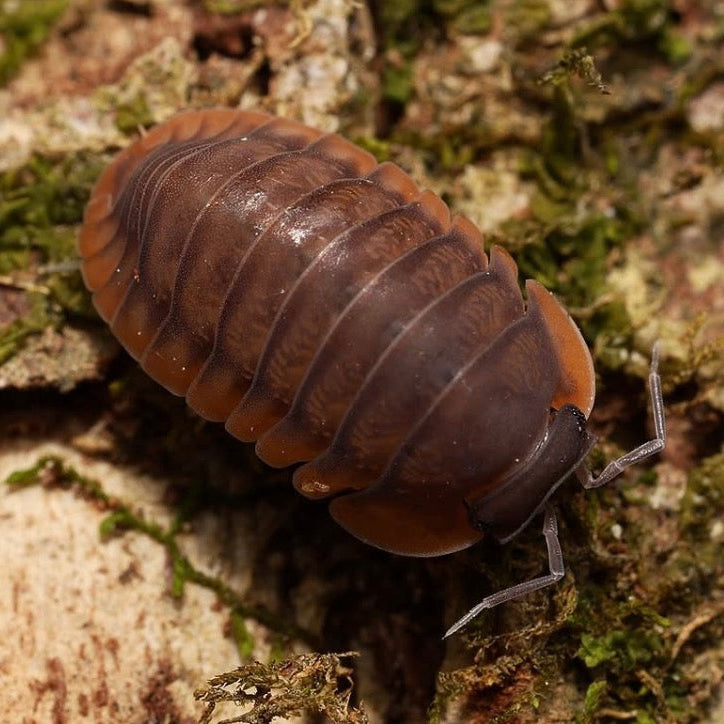 Isopod on a textured surface