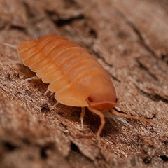 Cubaris sp. “Oxide"