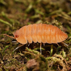 Cubaris sp. “Oxide"