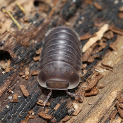 Isopod on a wooden surface