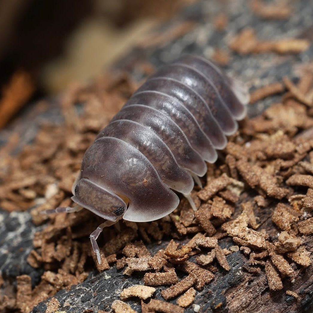 Cubaris sp. "Black Pak Chong"
