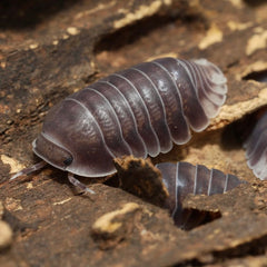 Cubaris sp. "Black Pak Chong"