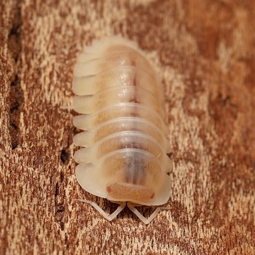 Isopod on a wooden surface