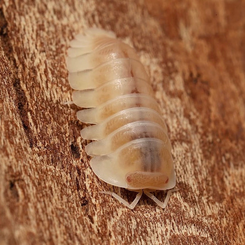 Isopod on a wooden surface