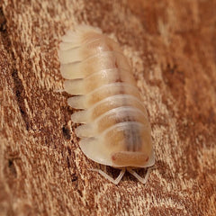 Isopod on a wooden surface