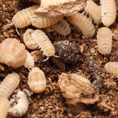 Ctenorillo Boquerón “Piedra Blanca”