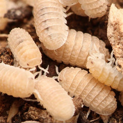 Ctenorillo Boquerón “Piedra Blanca”