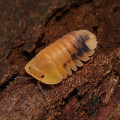 Isopod on a wooden surface