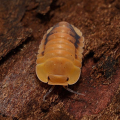 Isopod on a wooden surface
