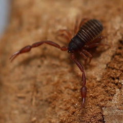 Cheliferidae sp. “Humboldt Lake"