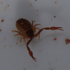 Cheliferidae sp. “Humboldt Lake"