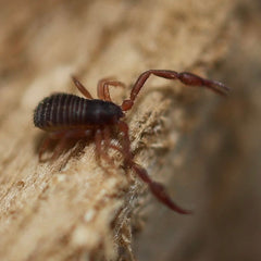 Cheliferidae sp. “Humboldt Lake"