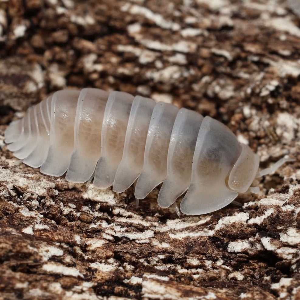 Cubaris sp."White Pak Chong"