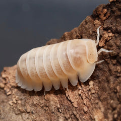 Cubaris sp."White Pak Chong"