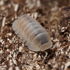Cubaris sp."White Pak Chong"