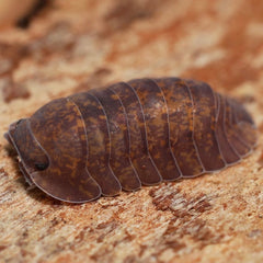 Isopoda sp."Capira"