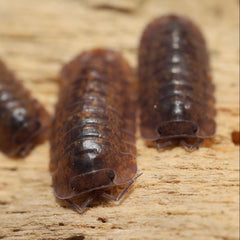 Isopoda sp."Capira"