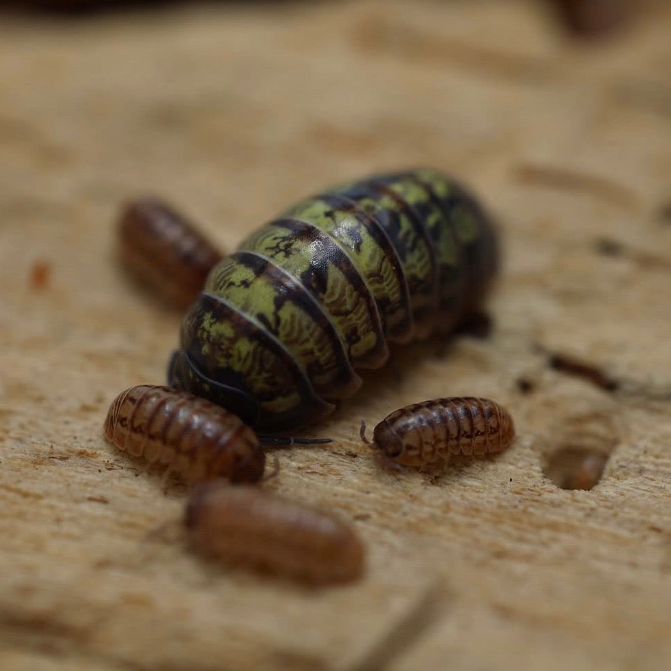 Armadillidium vulgare "Nuclear"