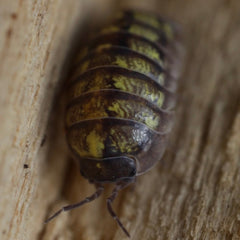 Armadillidium vulgare "Nuclear"