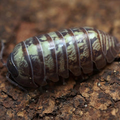 Armadillidium vulgare "Nuclear"