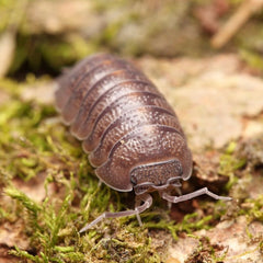 Armadillidium insulanum