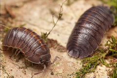 Armadillidium insulanum