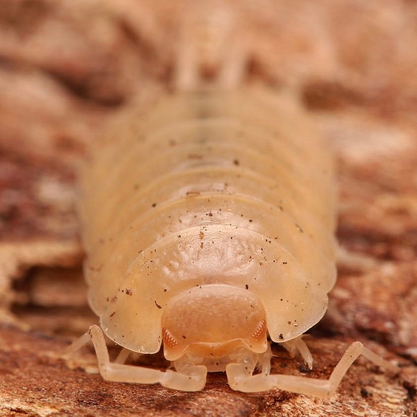 Porcellio laevis "Albino"