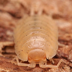 Porcellio laevis "Albino"