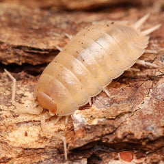 Porcellio laevis "Albino"