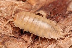 Porcellio laevis "Albino"