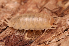 Porcellio laevis "Albino"