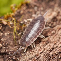 Protracheoniscus orientalis