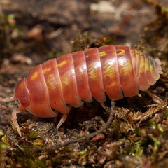 Armadillidium St. Lucia "Pink Plumeria"