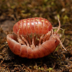 Pink millipede on a mossy surface